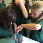 tadpole-4